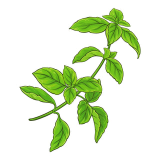 Basil in Perfumery