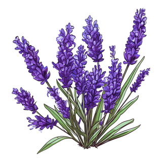 Lavender as Perfume Ingredient