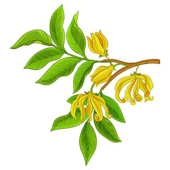 Ylang-ylang